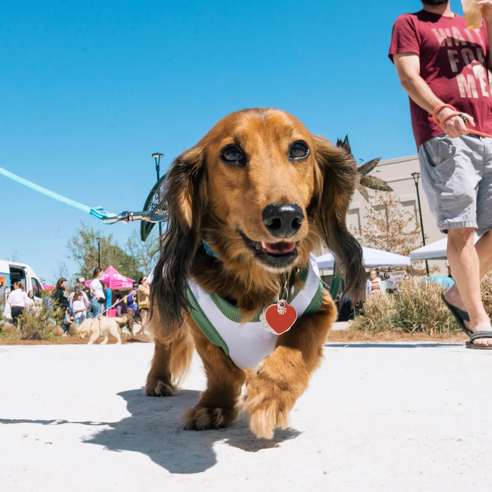 Pup Palooza @ The Orion Amphitheater