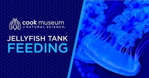 Jellyfish Tank Feeding @ Cook Museum of Natural Science