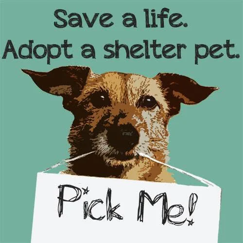 Dog Adoption hosted by Marshall County ARC